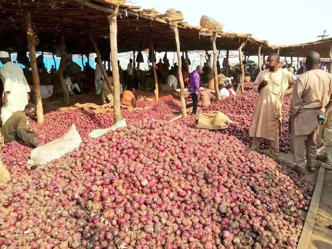 Biggest onion market in Nigeria Biggest onion market in Nigeria