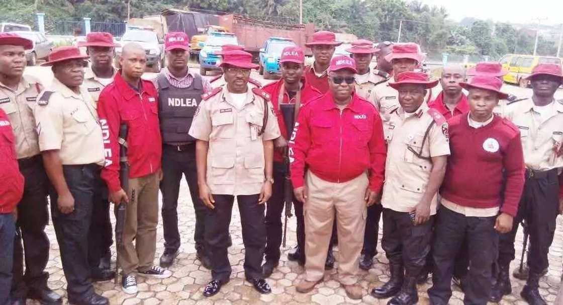 Matasa a jihar Adamawa sun koma amfani da fitsari wajen bugewa - NDLEA Matasa a jihar Adamawa sun koma amfani da fitsari wajen bugewa - NDLEA