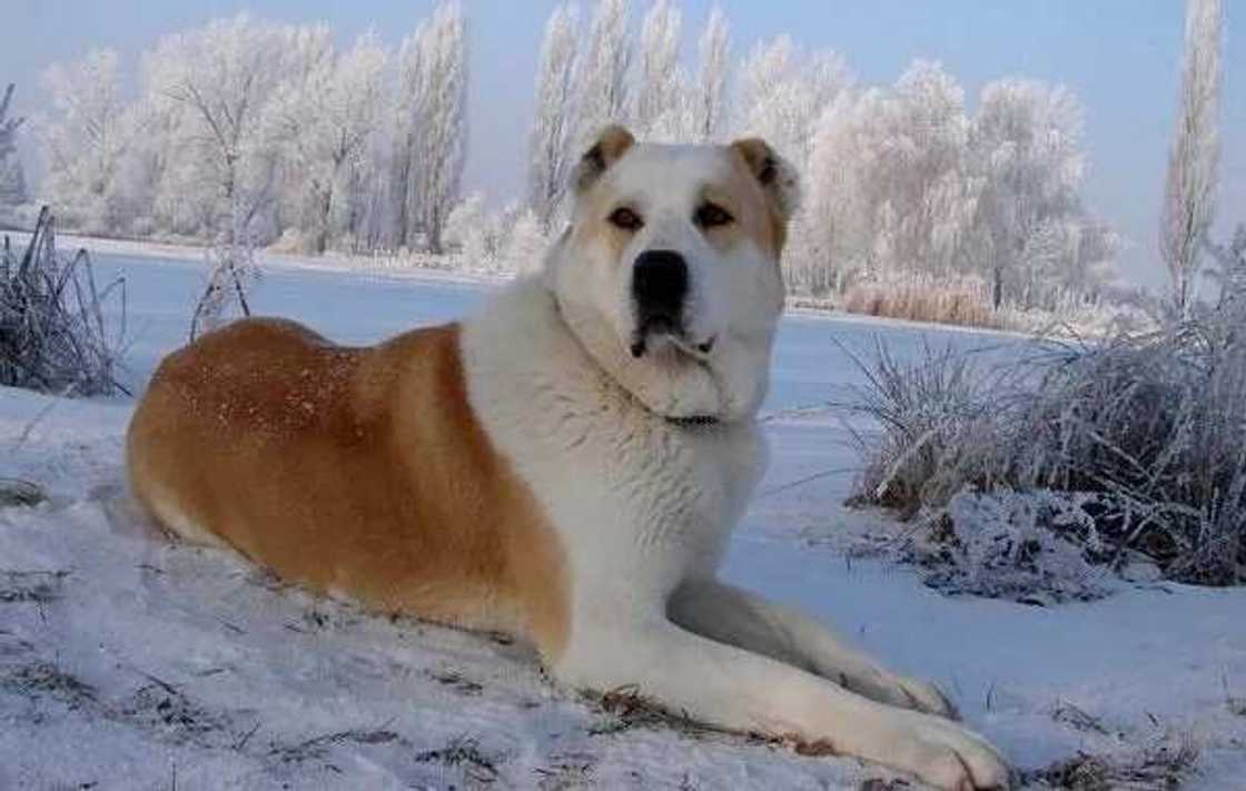 The Alabai The Alabai