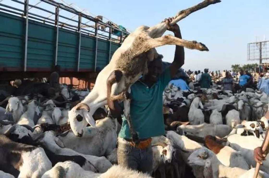 Ku daina aron kudi domin yanka ragon layya – Kungiyar kare hakkin Musulmi Ku daina aron kudi domin yanka ragon layya – Kungiyar kare hakkin Musulmi