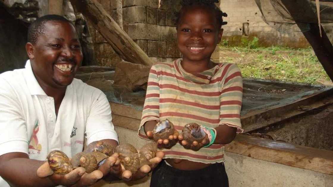 huge snails huge snails