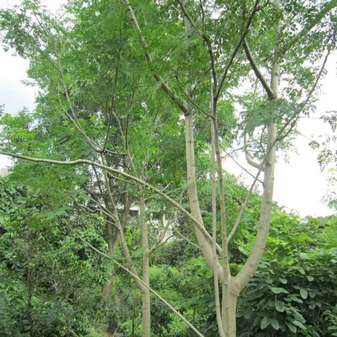 The moringa tree The moringa tree