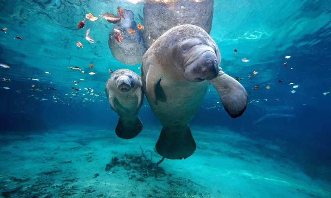 9 animals that live in water 9 animals that live in water