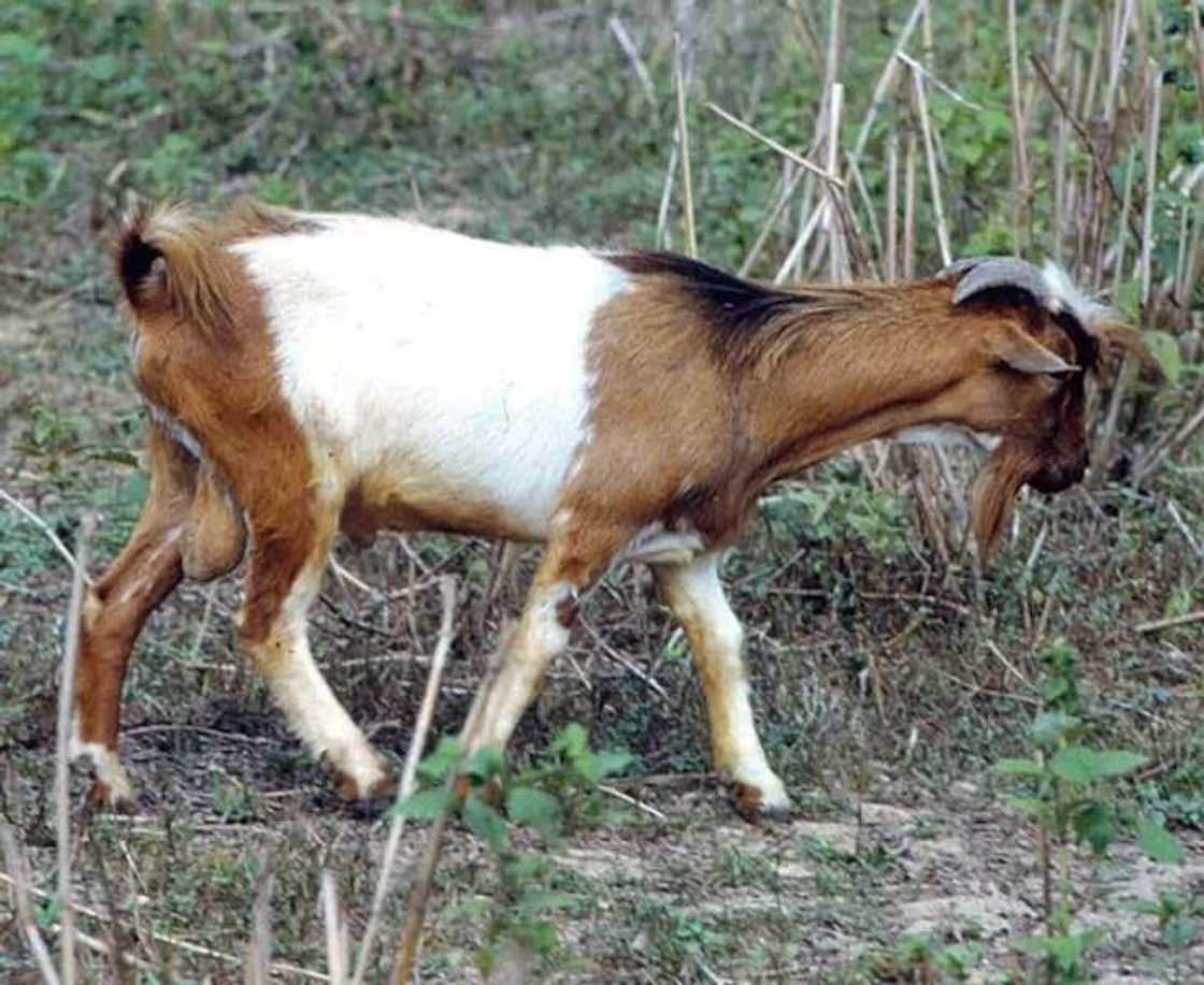 African Dwarf Goats African Dwarf Goats