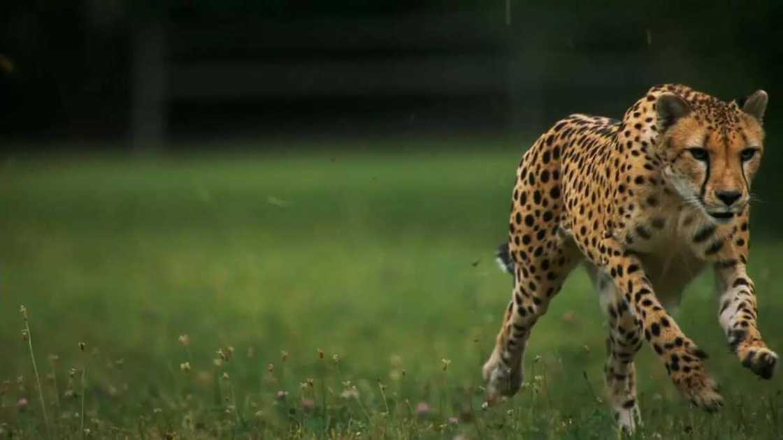 Cheetah running