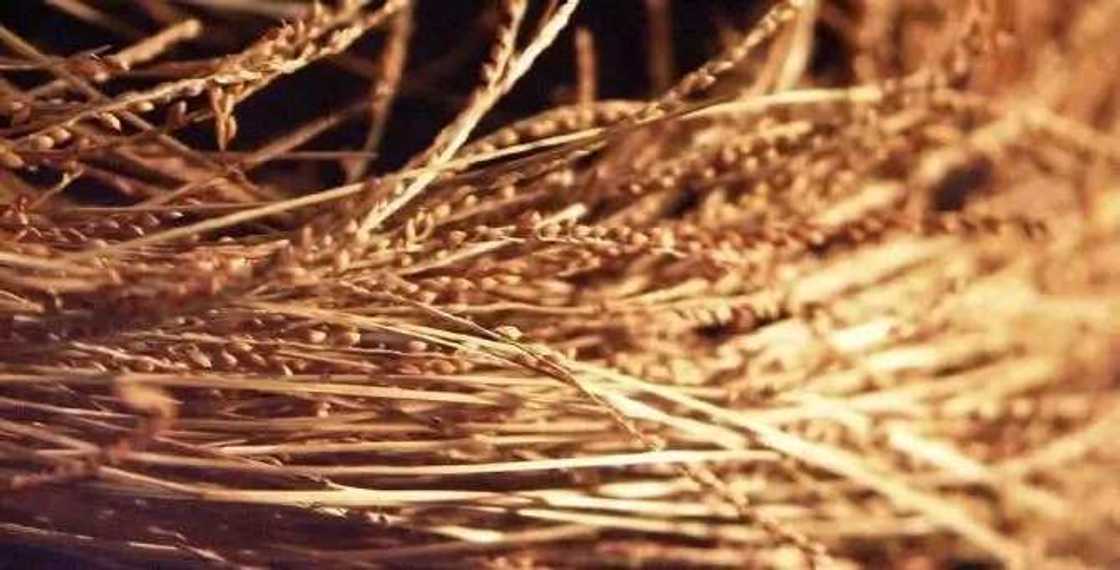 Health benefits of acha grain Health benefits of acha grain