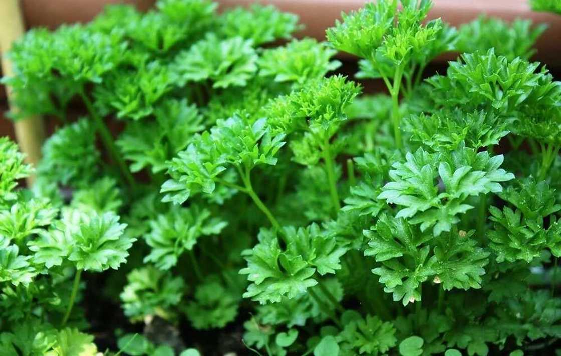 Parsley Parsley