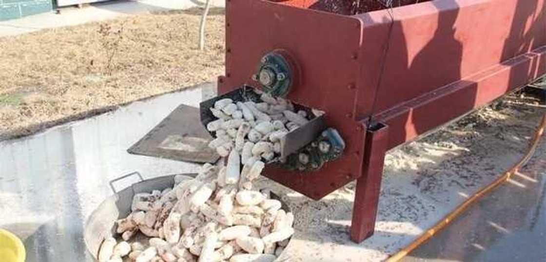 Cassava production Cassava production