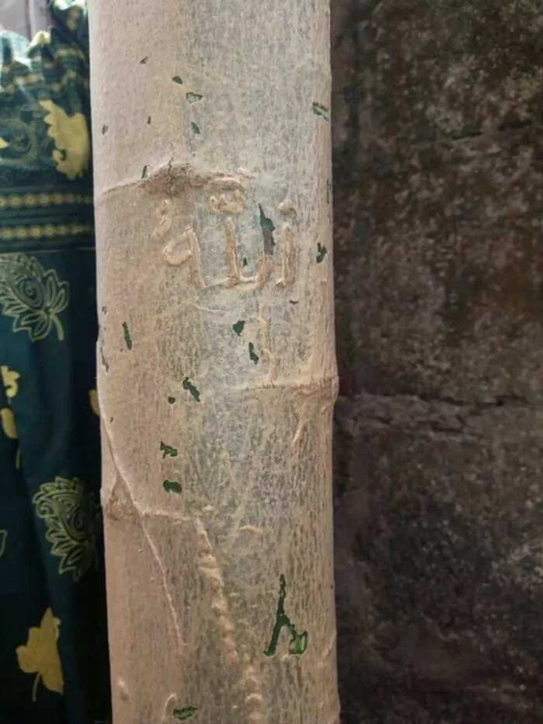 Residents Of Ijegun Screamed After ‘Allahu’ Appears On A Pawpaw Tree (Photos & Video) Residents Of Ijegun Screamed After ‘Allahu’ Appears On A Pawpaw Tree (Photos & Video)