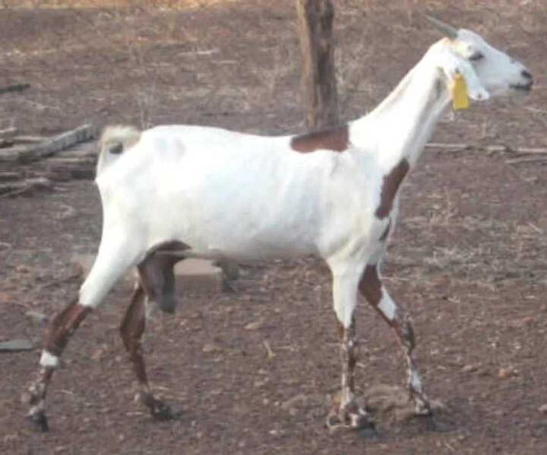 Sahelian Goats Sahelian Goats