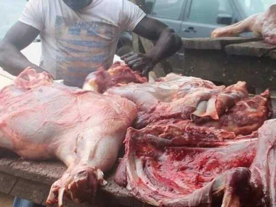 Mahauta 95 sun kamu da cutar Brucellosis a Bauchi Mahauta 95 sun kamu da cutar Brucellosis a Bauchi