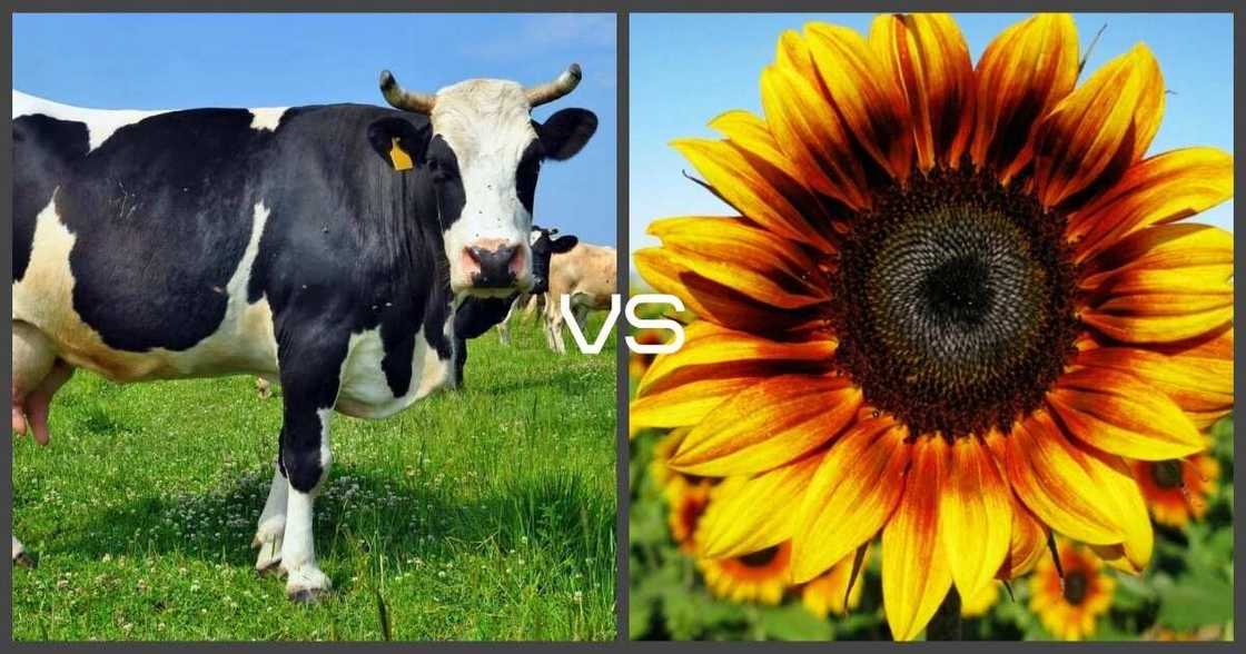 Butter and Margarine fats Butter and Margarine fats