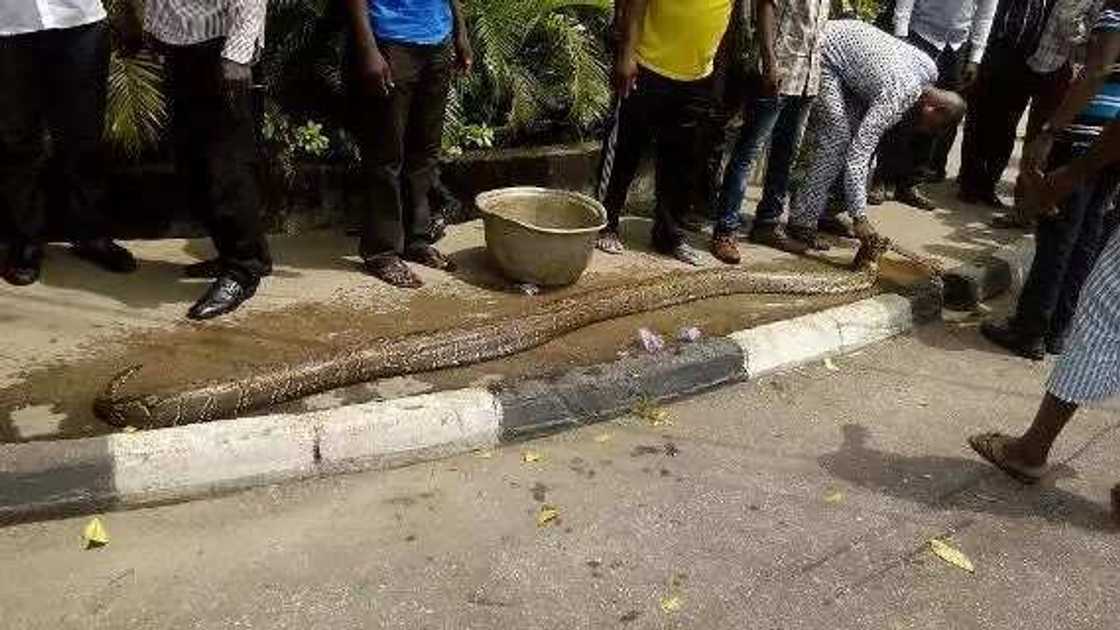 See The Python That Stirred Pandemonium In Ikeja