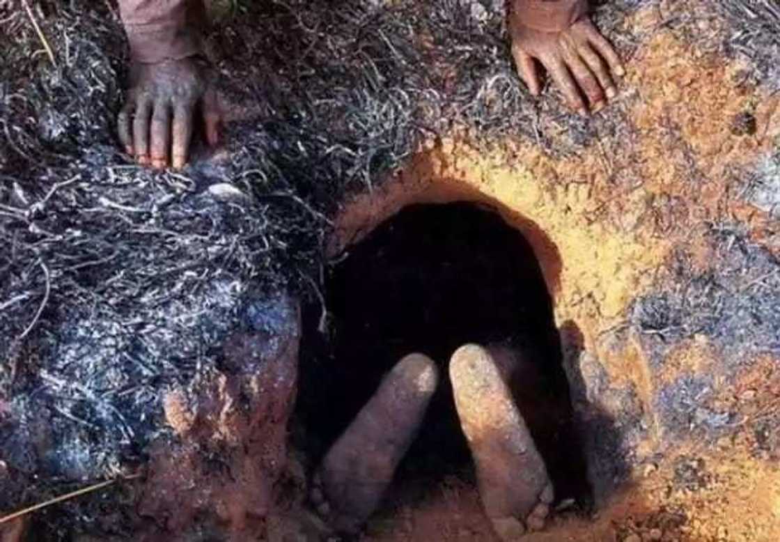 Wani mutum ya kama maciji Wani mutum ya kama maciji