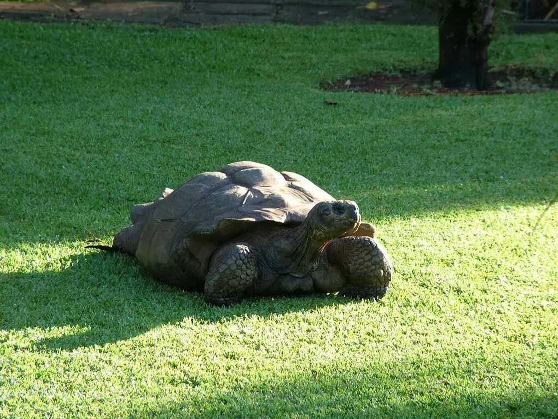 In kana duniya kasha kallo: An gano wani kashin kunkuru mai shekaru miliyan 150 a duniya