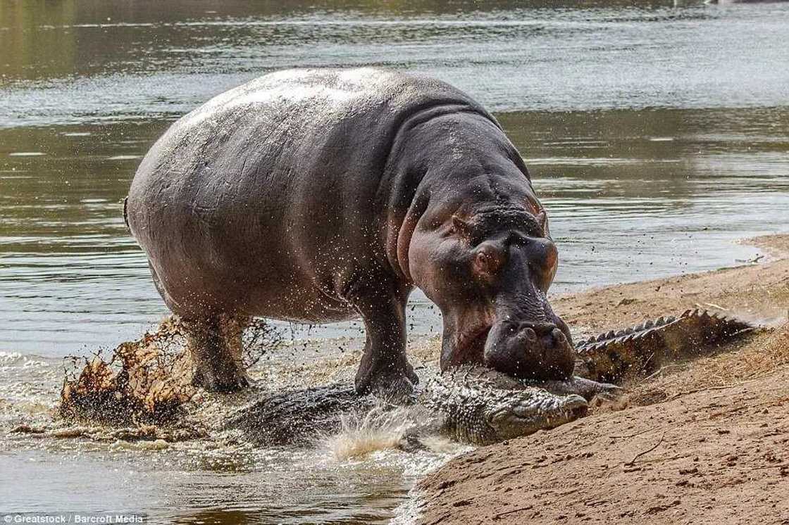 Hippopotamus Attacks Crocodile To Protect Her Baby