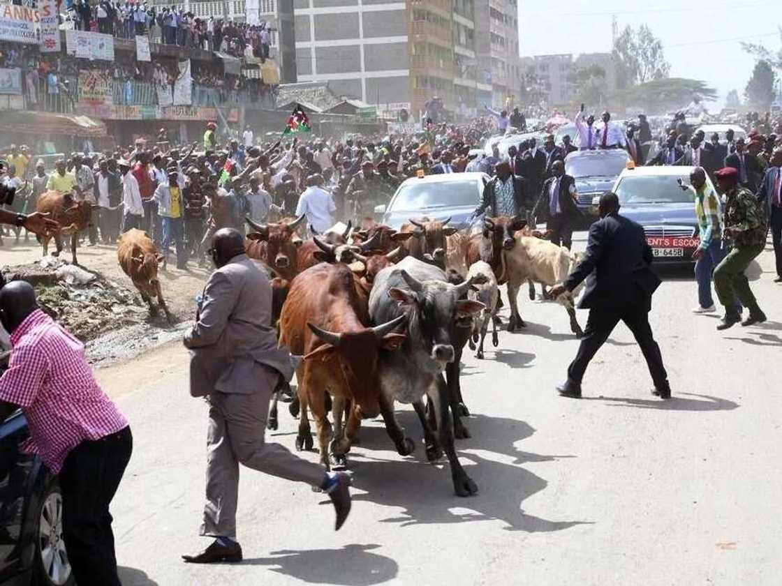 Wata jiha a Kenya za ta yi gwanjon shanu da ke shigowa daga kasar Tanzania