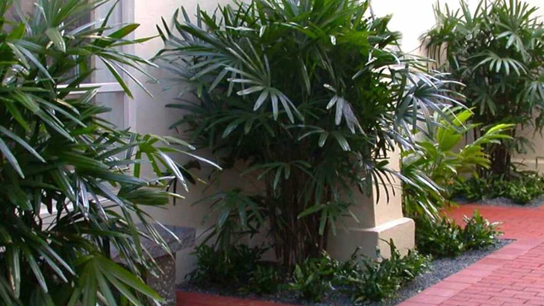 Kiwon Lafiya: Shukoki da zaku iya sanya wa a daka, masu gyara iska Kiwon Lafiya: Shukoki da zaku iya sanya wa a daka, masu gyara iska