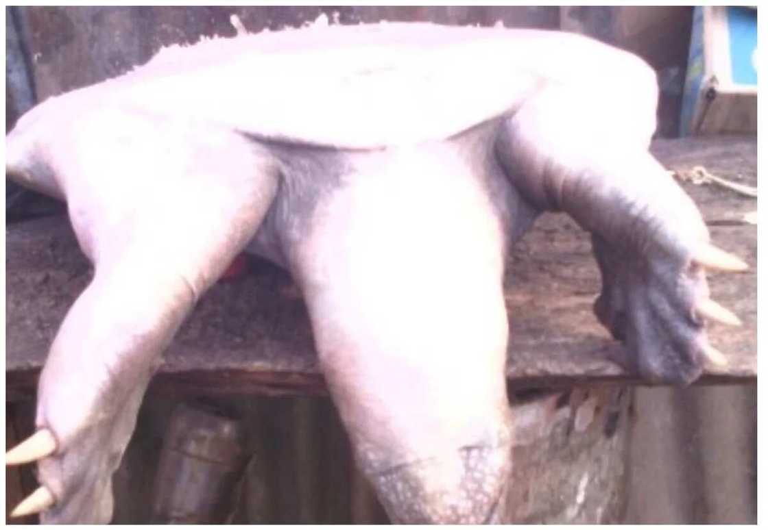 Giant sea creature Giant sea creature