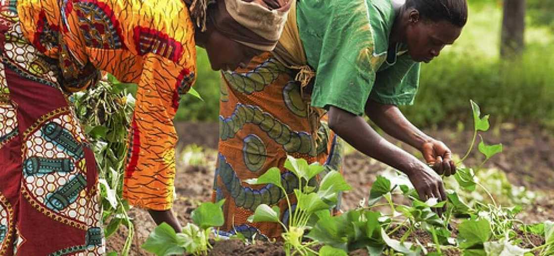 Agricultural societies Agricultural societies