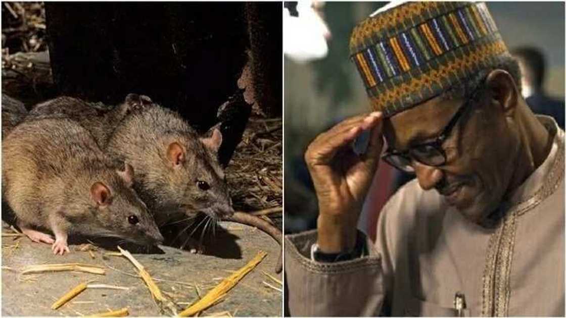 Dabaru guda 3 da gwamnati zata bi don fatattakar ɓerayen da suka mamaye ofishin Buhari Dabaru guda 3 da gwamnati zata bi don fatattakar ɓerayen da suka mamaye ofishin Buhari