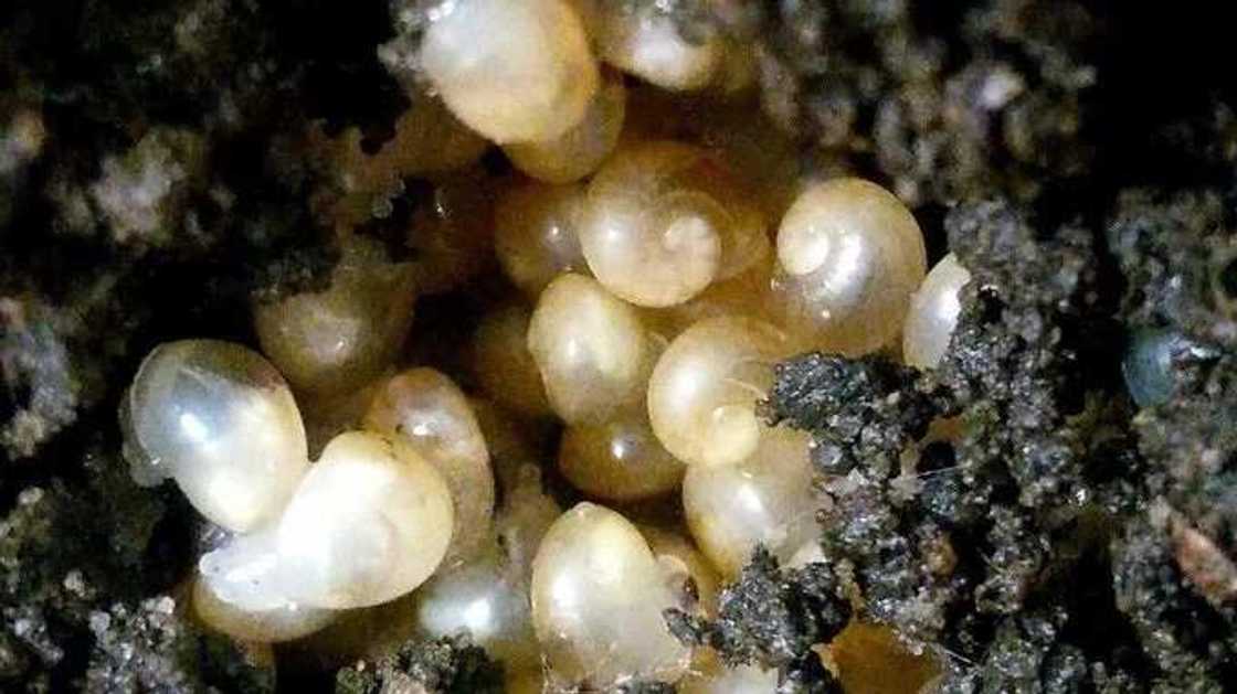 snail eggs in soil snail eggs in soil
