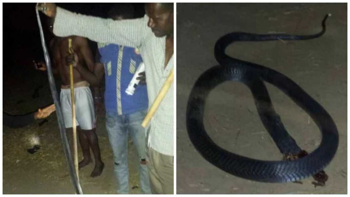 Corp members kill, cuts off head of long cobra found at their lodge (photos) Corp members kill, cuts off head of long cobra found at their lodge (photos)