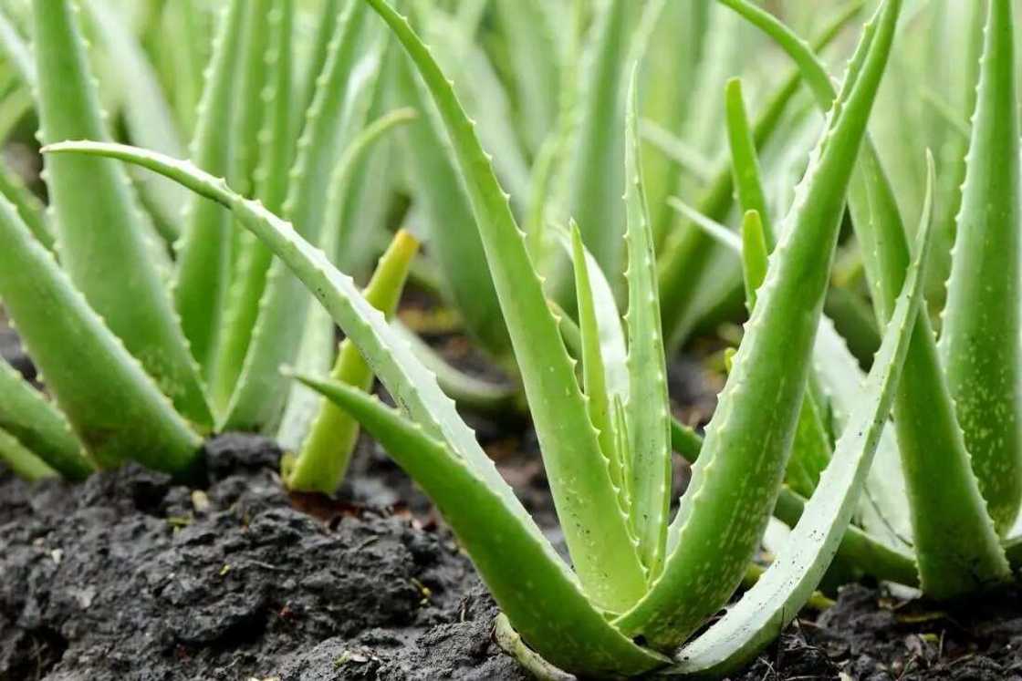 Aloe Vera plants Aloe Vera plants