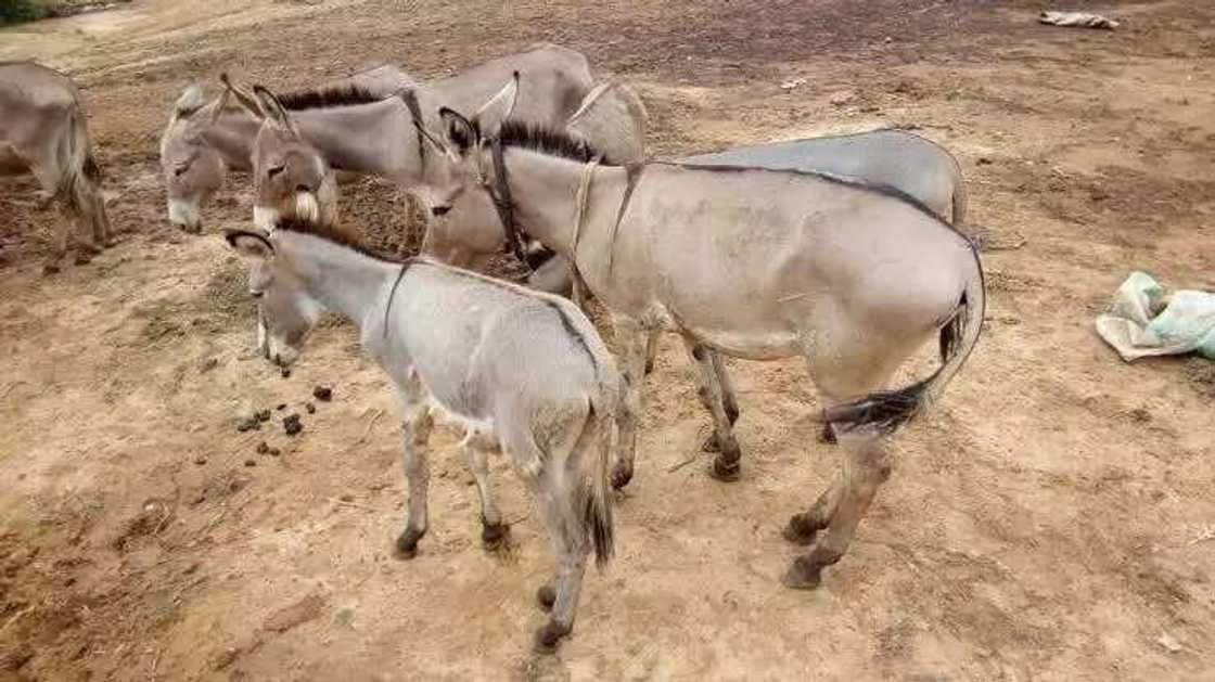 Jaki ya zama gwal a Jigawa, nemansa ake ruwa a jallo, kasan dalili? Jaki ya zama gwal a Jigawa, nemansa ake ruwa a jallo, kasan dalili?