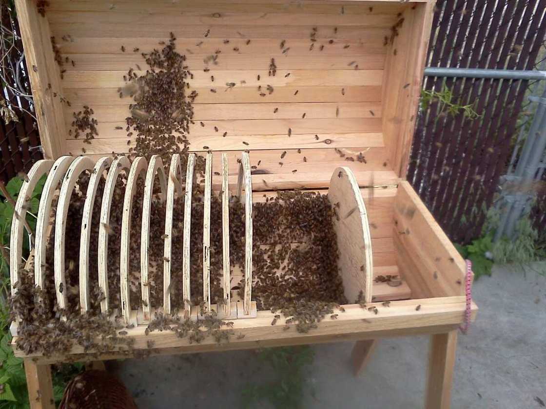 Traditional beekeeping in Nigeria vs modern methods