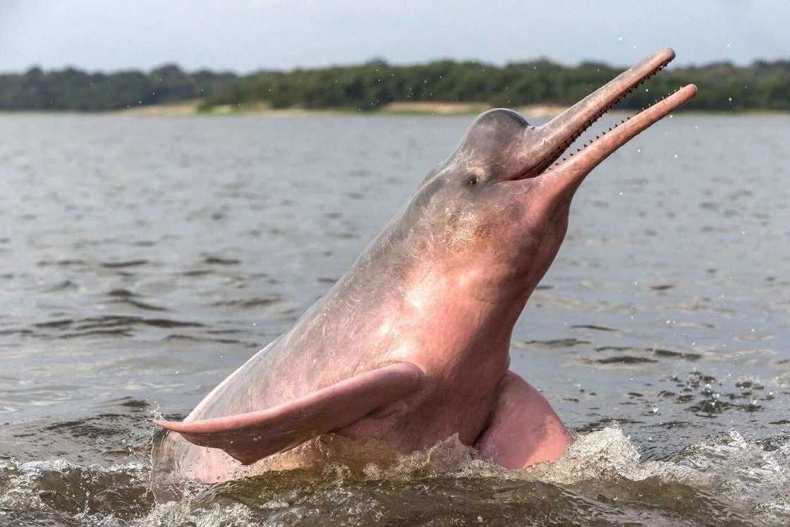 The Amazonian dolphin The Amazonian dolphin