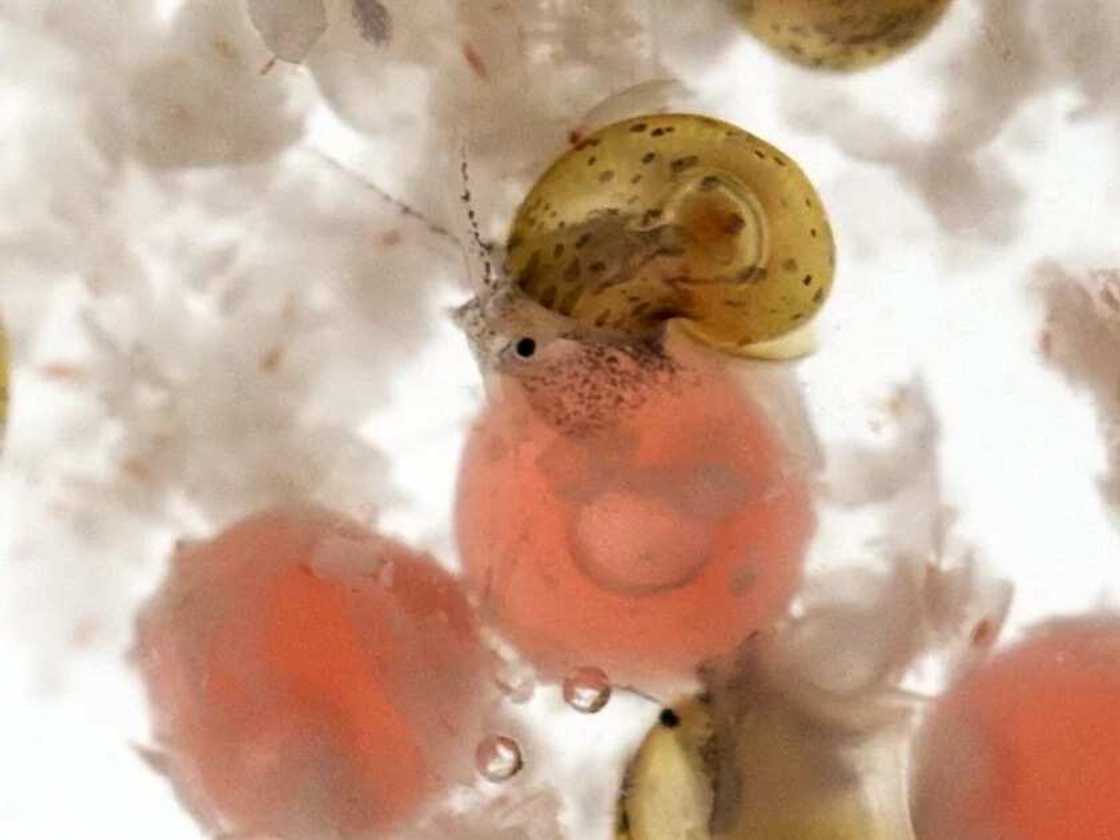 apple snail baby