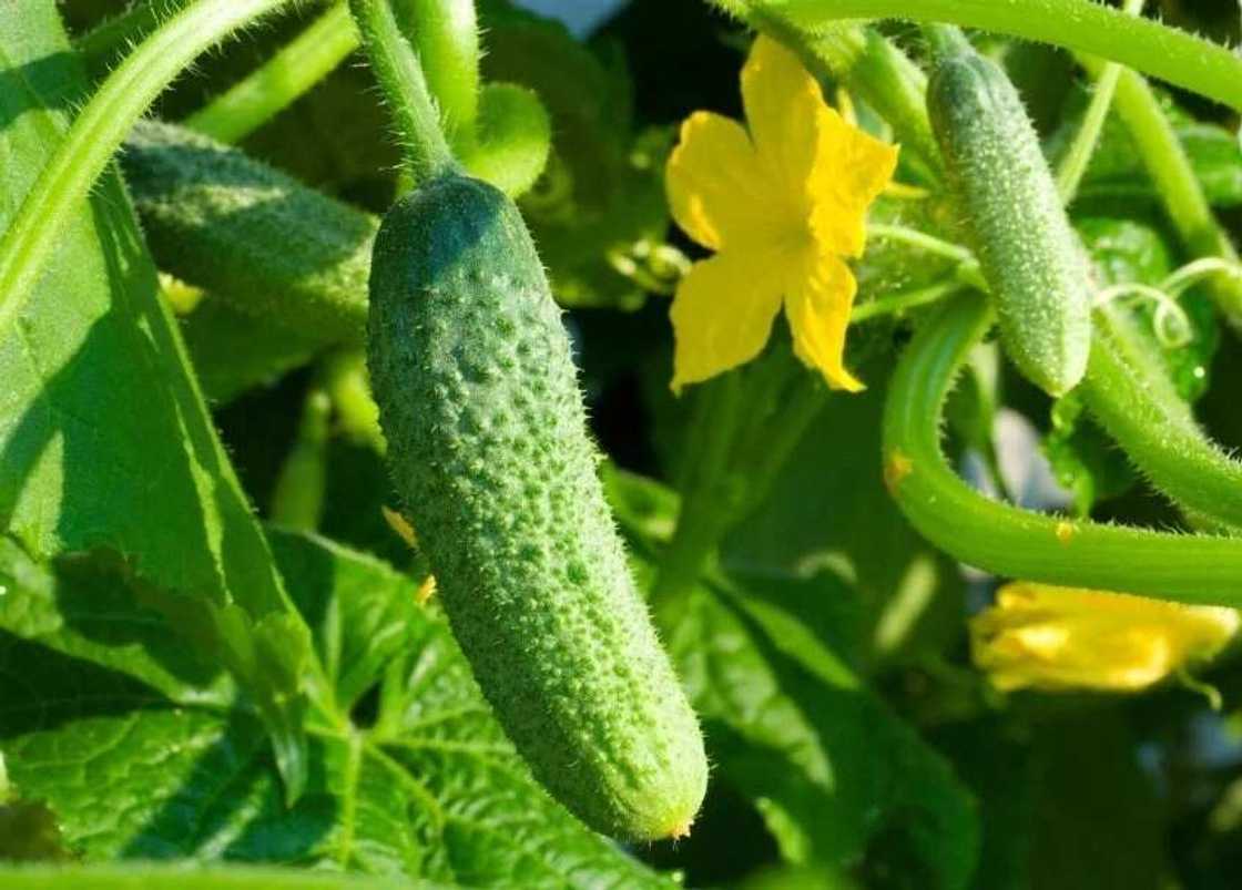 cucumber health benefits cucumber health benefits