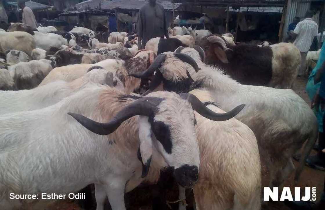 Ba dole a Layya -Malamin Musulunci Ba dole a Layya -Malamin Musulunci