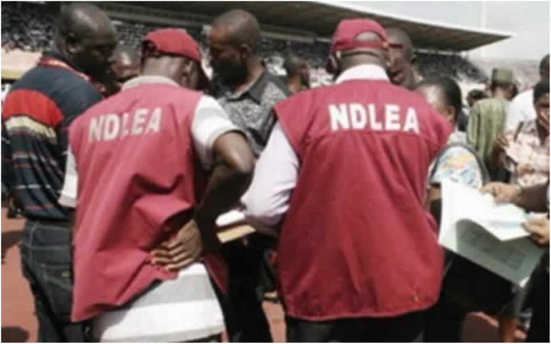 Babbar magana: An gano eka 11,000 ta gonar wiwi a wannan jihar ta Najeriya Babbar magana: An gano eka 11,000 ta gonar wiwi a wannan jihar ta Najeriya