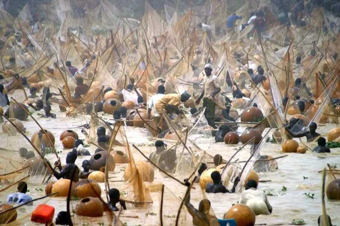 Argungu fest Argungu fest