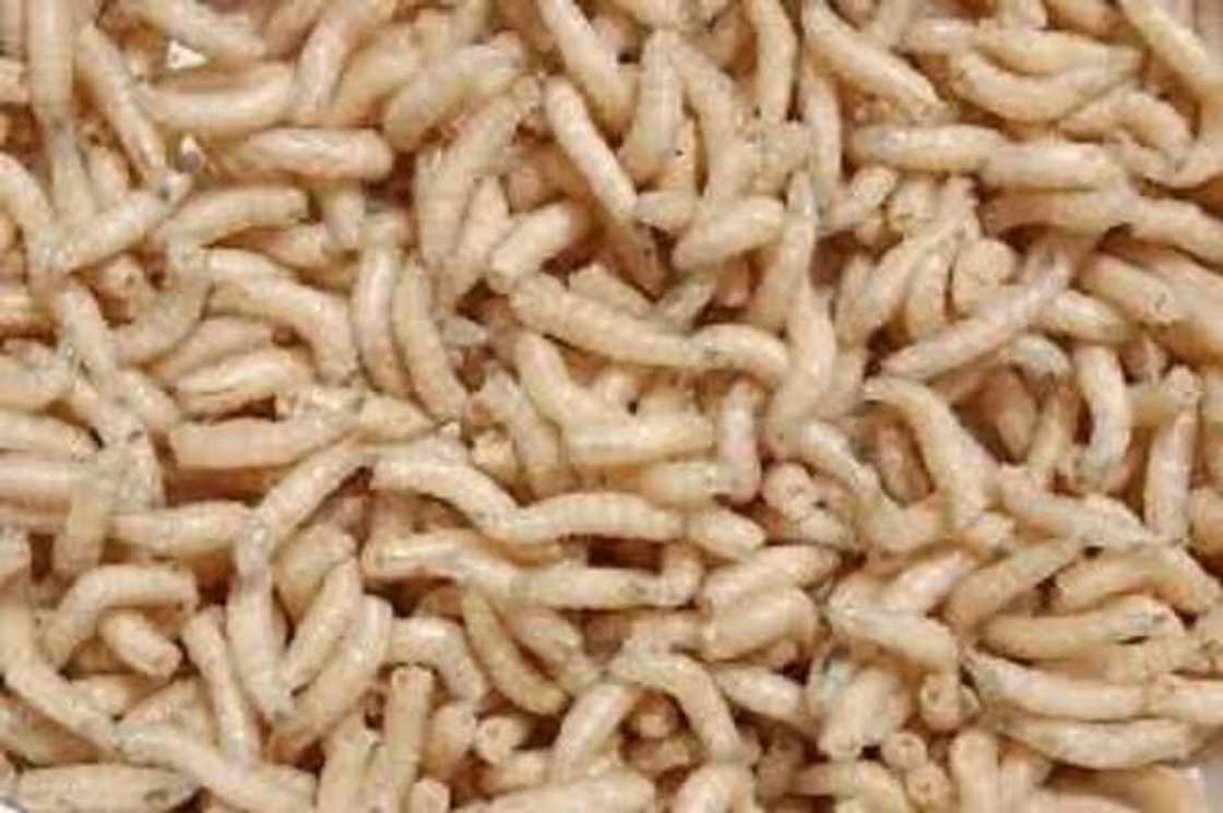 Sauro da Kuda: Wanne yafi cutar da jama'a? Sauro da Kuda: Wanne yafi cutar da jama'a?