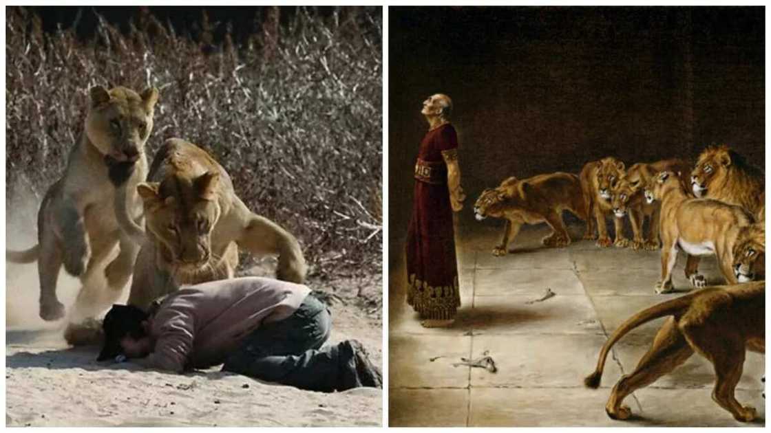 Makiyaya sun kashe zakuna har shida don ceton shanunsu Makiyaya sun kashe zakuna har shida don ceton shanunsu