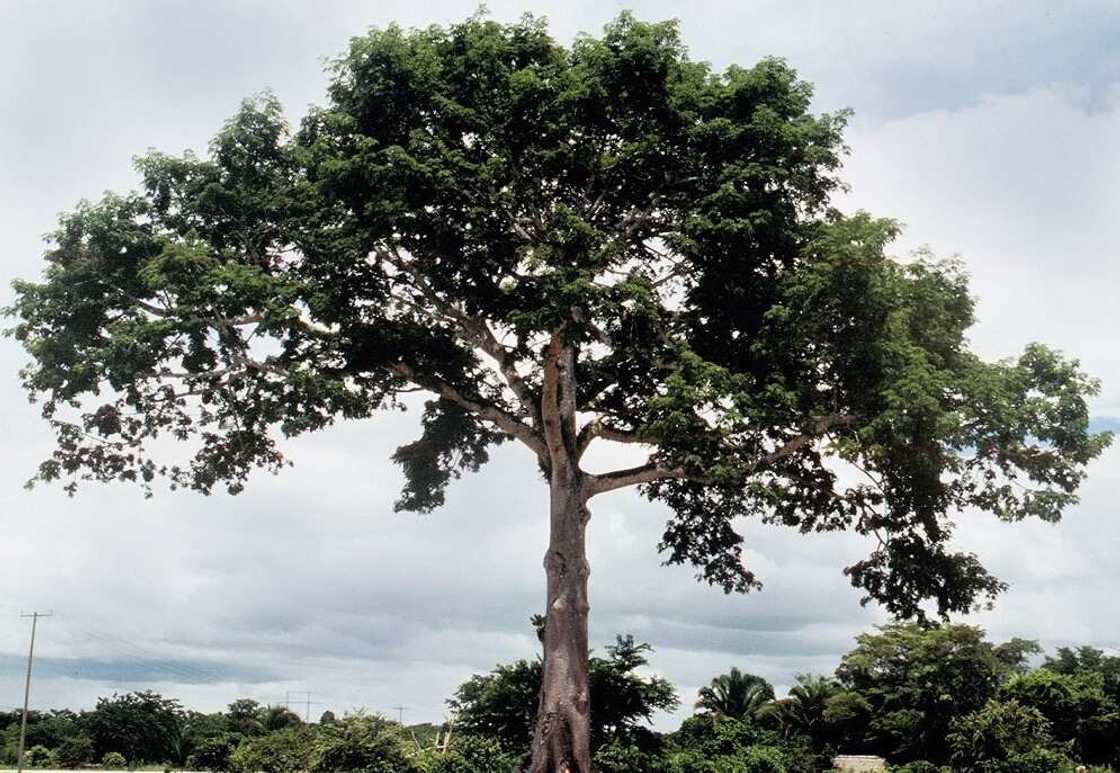 Ceiba pentandra Ceiba pentandra