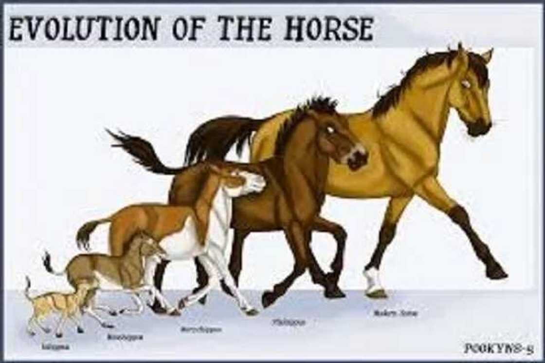 Kimiyya: Shin ina ne asalin danAdam, kuma meye alakarsa da sauran halittun duniya? Kimiyya: Shin ina ne asalin danAdam, kuma meye alakarsa da sauran halittun duniya?