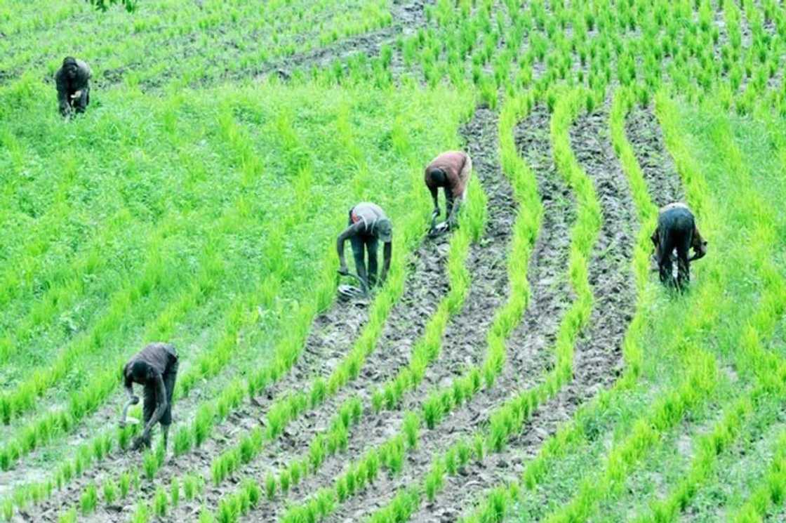 Ambaliyar ruwa: Za a fuskanci karancin shinkafa a shekara mai zuwa a Nigeria - Ogbeh