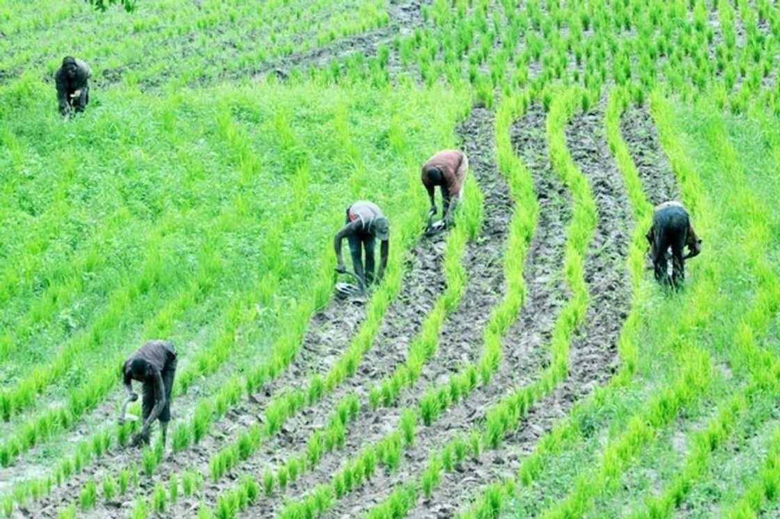 Agriculture in Nigeria Agriculture in Nigeria