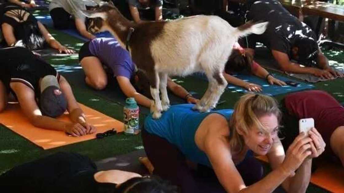 Akuyar mu ta je Amurka ta bada mamaki gaban Turawa Akuyar mu ta je Amurka ta bada mamaki gaban Turawa