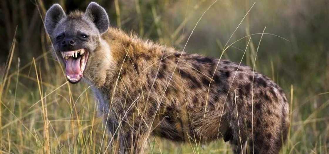 About Hyena About Hyena