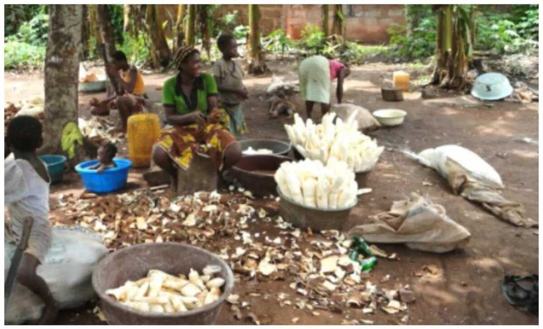 How to generate income from cassava peels cake