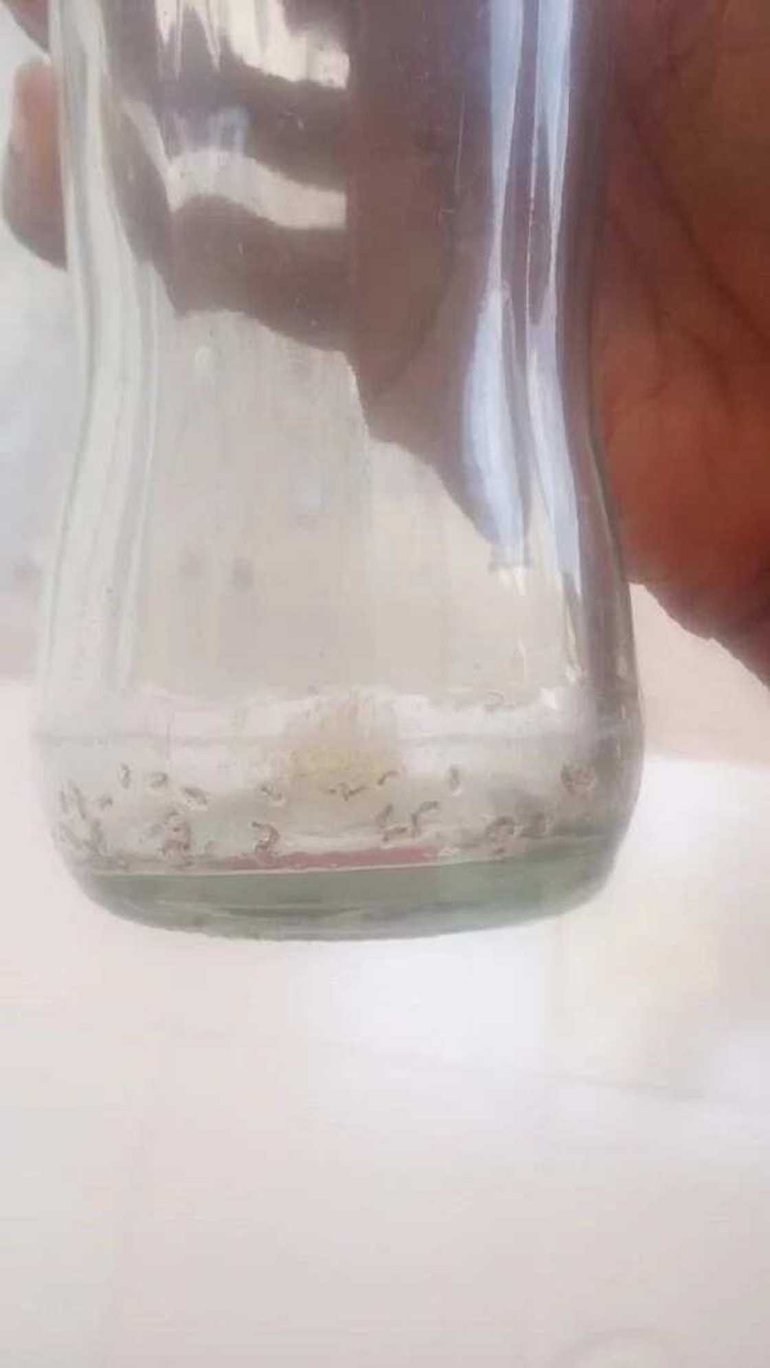 Man finds ant inside 'fake' Cocacola drink Man finds ant inside 'fake' Cocacola drink