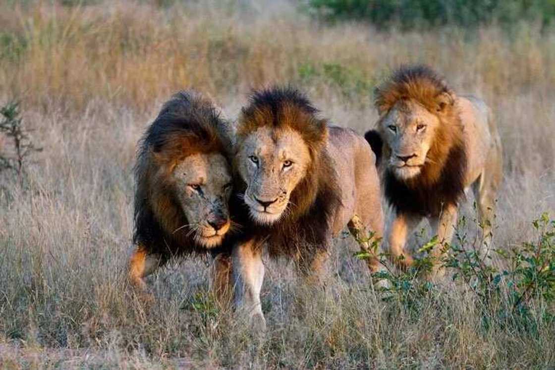 Zakuna Uku sun ceci karamar yarinyar aka sace a Ethopia Zakuna Uku sun ceci karamar yarinyar aka sace a Ethopia