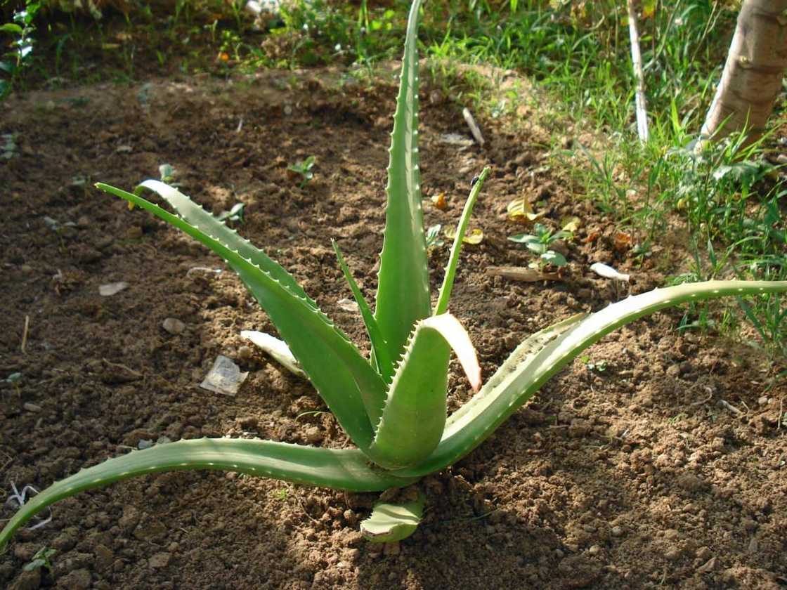 Aloe Vera Aloe Vera