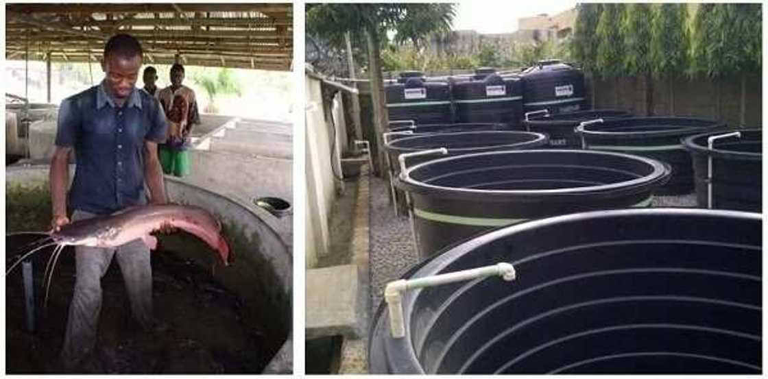 tank fish ponds tank fish ponds