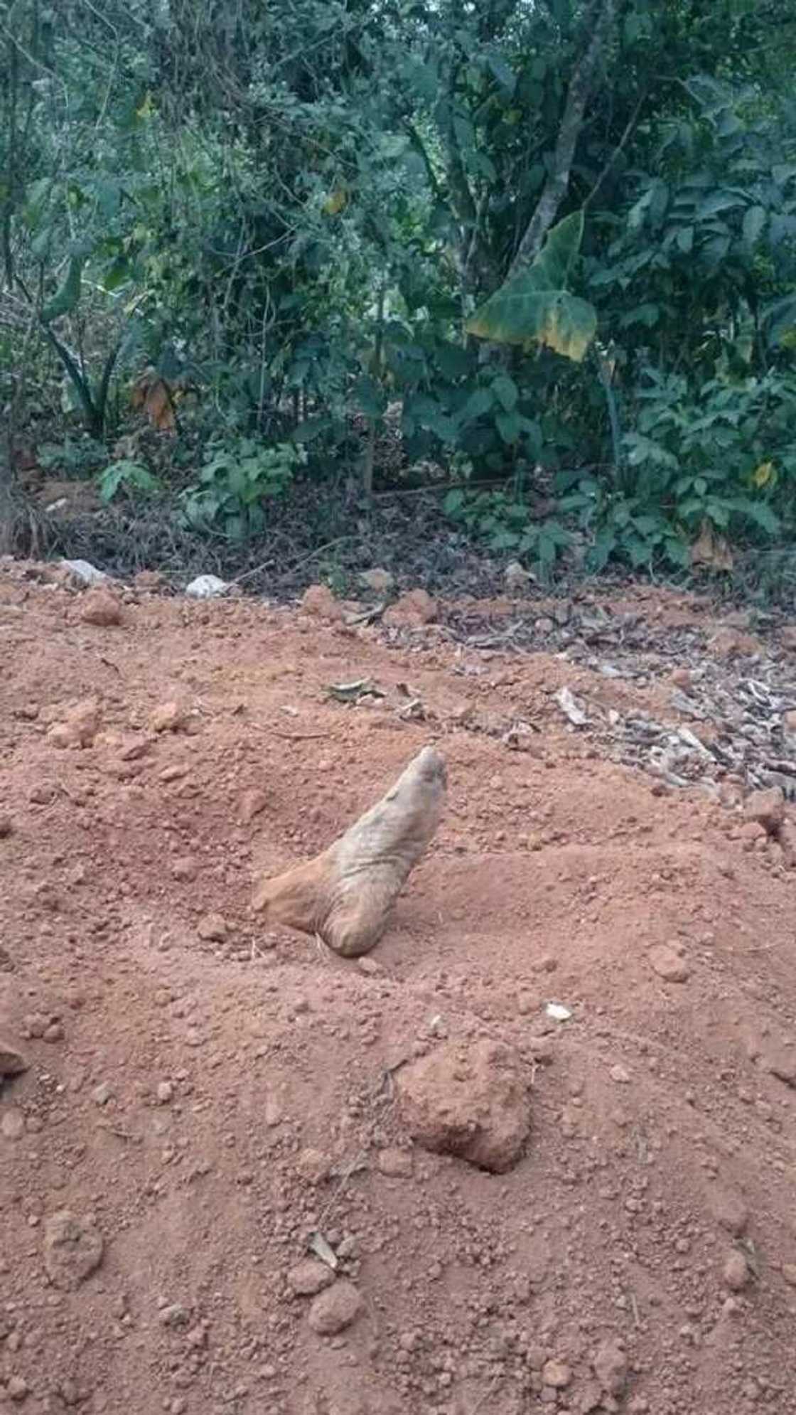 Imota Cemetery of horror Imota Cemetery of horror